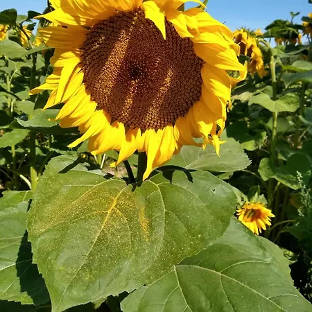 度假居 Zwei Seen *